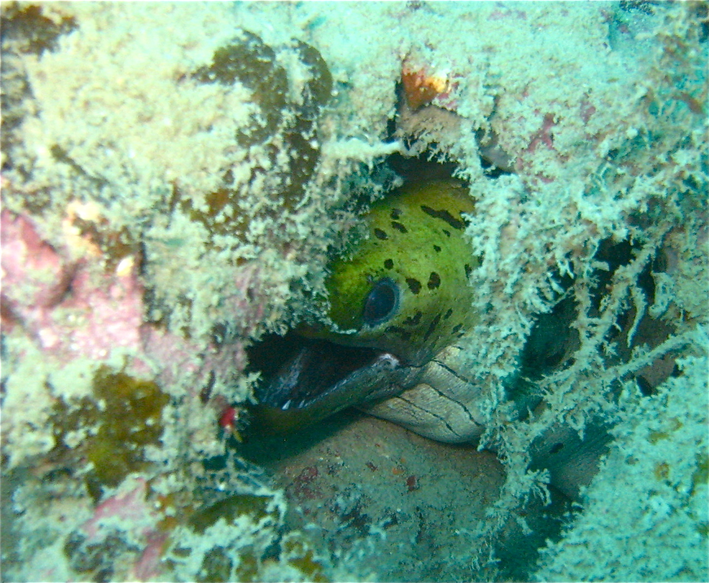 Moray Eel Facts Jaw